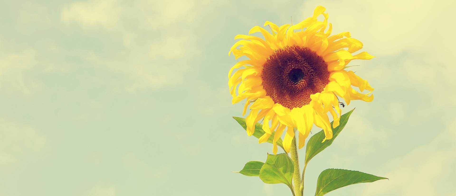 slider img